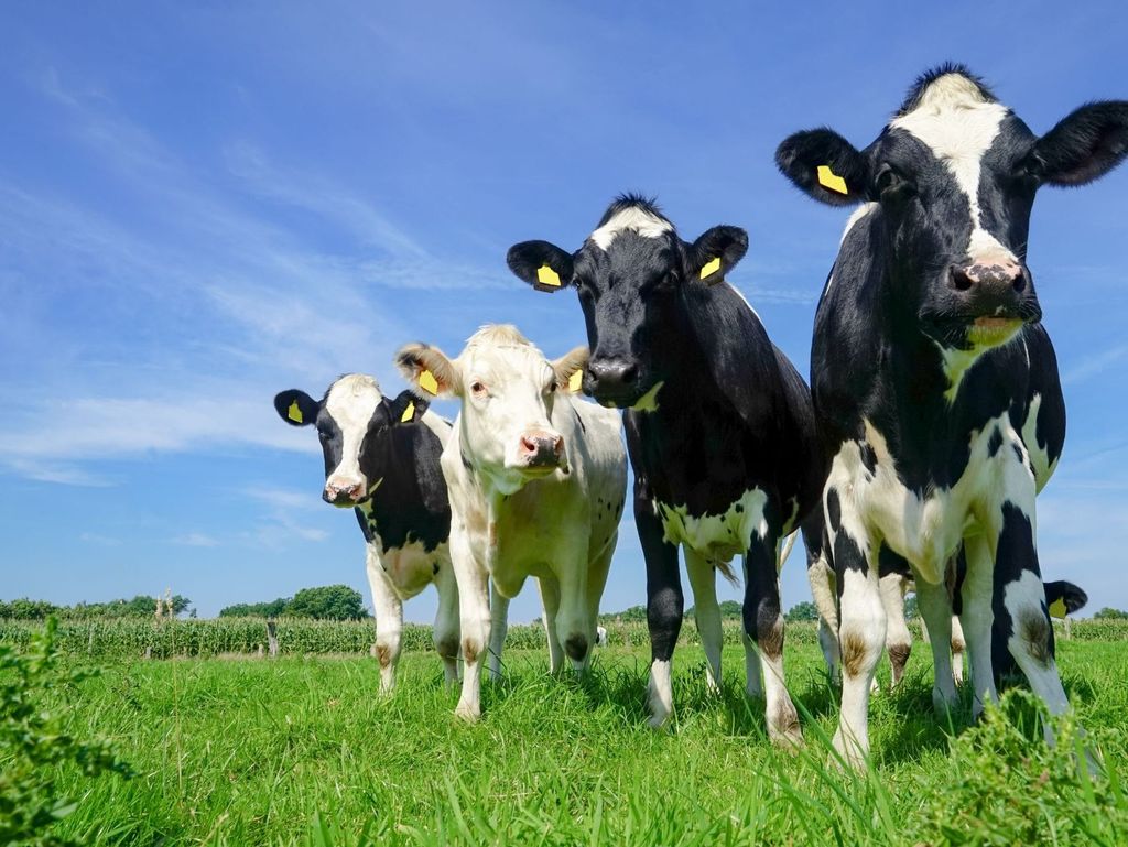 Bild von Kühen auf der Weide in Friedeburg 