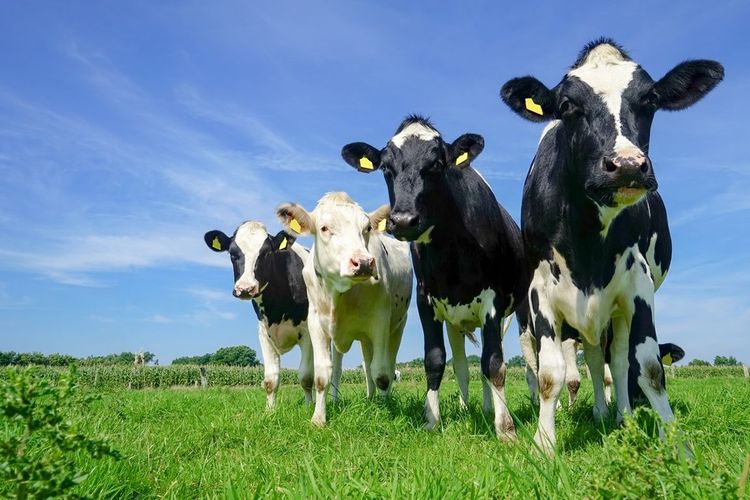 Kühe auf sonniger Weide in Friedeburg 