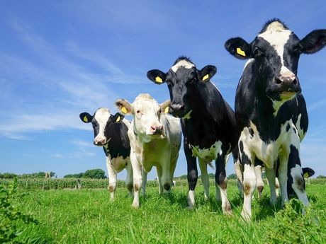 Kühe auf sonniger Weide in Friedeburg 